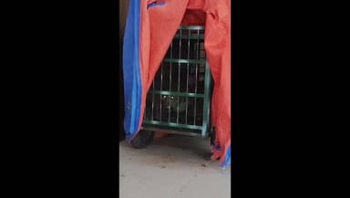 रुद्रप्रयाग: सिन्द्रवाणी में पिंजरे में कैद हुआ गुलदार, मासूम के कातिल की पुष्टि के लिए फॉरेंसिक जांच का इंतजार