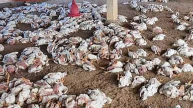 సదుం మండలంలో బర్డ్ ఫ్లూ కలకలం సృష్టించింది