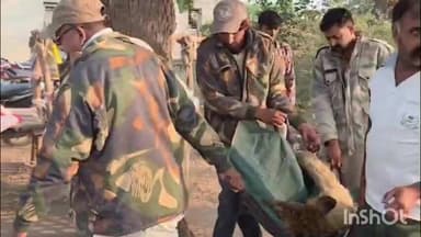 લીલીયા: કણકોટ ગામે પેરાપીટ થી બાંધેલ કુવામાં ખાબકતા અઢી વર્ષના સિંહ બાળનું કરુણ મોત