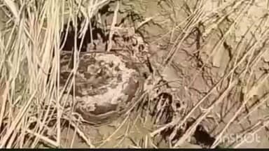 उतरौला: सादुल्लाह नगर क्षेत्र के ग्राम मनवागढ़ में दिखा विशाल अजगर, लोगों ने वन विभाग को दी सूचना