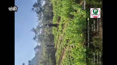 #पांकी पुलिस ने ढाई एकड़ में लगे अफ़ीम/पोस्ता की फ़सल को किया नष्ट।
#PalamuPolice