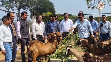 #सफलता_की_कहानी
🌿🐐राष्ट्रीय पशुधन मिशन योजना किसानों और पशुपालकों के जीवन की तस्वीर बदल रही है।
🌿🐐छिंदवाड़ा जिले के च...