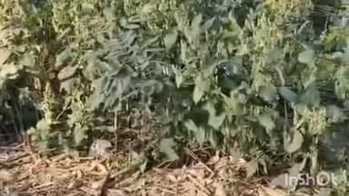 चांदपुर: चांदपुर में धनोरा रोड पर बागडपुर गाँव के पास ट्रैक्टर ट्राली और ट्रक की भीषण टक्कर, ट्रैक्टर चालक घायल