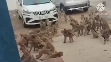 పాలకుర్తి: వల్మిడి గ్రామంలో కోతుల దాడులతో బెంబేలెత్తుతున్న జనం, అధికారుల స్పందించి అడవులకు తరలించాలని విజ్ఞప్తి