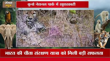 कूनो नेशनल पार्क में खुशखबरी, चीता आशा ने दिए 5 शावक | ChambalTV
#KunoNationalPark
#CheetahCubs
#CheetahAsha
#CheetahR...