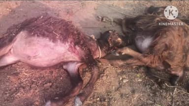 జనగాం: జనగామలో ఆగని పెద్దపులి దాడులు ,నర్మెట్ట మండలం అమ్మాపురంలో రెండు లేగ దూడలపై దాడి చేసి చంపిన పులి