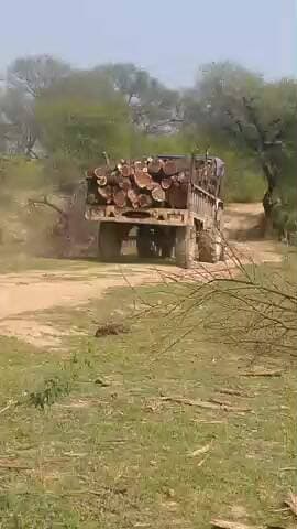 गांव चरेल में देसी हरे भरे बम्बुल की कटाई की जा रही हैं तो क्या यह किसी कि परमिशन से काट रहे है या अवैध कटाई की जा रही ह