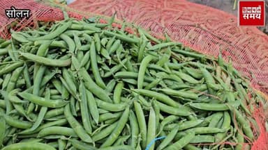 7 फरवरी 2025 को हिमाचल की सोलन सब्जी मंडी में भाव
हिमाचल समय - Himachal Samay Media #vikrmadityesingh #hrtc #heavysnowfa...