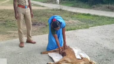 அறந்தாங்கி: அழியா நிலையில் கிடைத்ததில் புள்ளிமான் உயிரிழப்பு வன உயிரின ஆர்வலர்கள் மாவட்ட நிர்வாகத்திற்கு கோரிக்கை