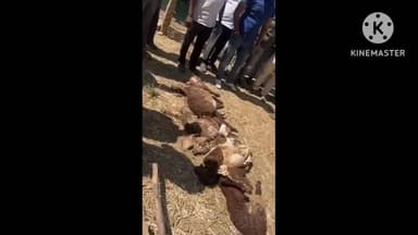 ಗೌರಿಬಿದನೂರು: ಚಿರತೆ ದಾಳಿಗೆ ಕುರಿಗಳು ಸಾವು ದಂಡಿಗಾನಹಳ್ಳಿಯಲ್ಲಿ ಘಟನೆ