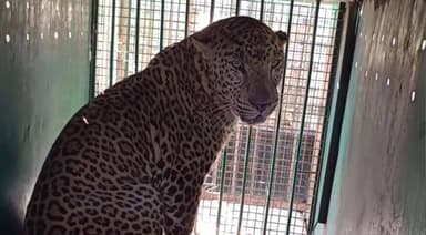 ತಿಪಟೂರು: ದಾಸಿಹಳ್ಳಿಯಲ್ಲಿ ಗ್ರಾಮಸ್ಥರಿಗೆ ಭೀತಿ ಹುಟ್ಟಿಸಿದ್ದ ಚಿರತೆ ಸೆರೆ ಹಿಡಿಯುವಲ್ಲಿ ಅರಣ್ಯ ಇಲಾಖೆ ಸಿಬ್ಬಂದಿ ಯಶಸ್ವಿ