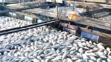 मछली पालन विभाग द्वारा प्रदेशभर के एनीकट्स में मत्स्य बीज का संचयन, ग्रामीण अर्थव्यवस्था को मिलेगा लाभ