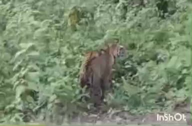 गोंदिया: डुंडा पांढरी परिसरात वाघिणीसह दोन पिल्लांचे दर्शन सडक अर्जुनी तालुक्यात पुन्हा भीतीचे सावट