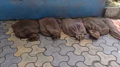 বাদুড়িয়া: রাখাল গাছি থেকে ১১৮টি কচ্ছপ উদ্ধাদের পাশাপাশি পাচারকারীকে গ্রেফতার করে বসিরহাট আদালতে পাঠালো বাদুড়িয়া থানার পুলিশ