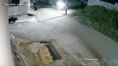 அம்பாசமுத்திரம்: பசுக்கிடைவிளை பகுதியில் உலா வரும் கரடி வீடியோ வைரல்