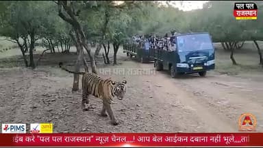 अब टाइगर के साथ सेल्फी नहीं! राजस्थान के टाइगर रिजर्व में मोबाइल पूरी तरह बैन
#ranthambhore #ranthambhoretigerreserve