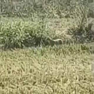 శింగనమల: సంజీపురం గ్రామ పొలాల్లో చిరుత డ్రోన్ కెమెరాకు కదలికలు ఫారెస్ట్ అధికారులు చిరుతను బంధించేందుకు ఏర్పాట్లు