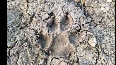 महरौनी: ग्राम निवारी में तेंदुए जैसे बड़े वन्य जीव के पंजों के निशान मिलने से क्षेत्र में मचा हड़कंप, वन विभाग को दी सूचना