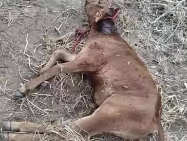 రొళ్ల మండలంలో చిరుత కలకలం పాడి దూడపై దాడి