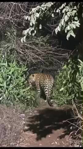 कालका: सुभाष नगर-सूरजपुर में तेंदुए की दहशत, वायरल फोटो से फैली दहशत, लोग सुरक्षा इंतज़ाम मांग रहे