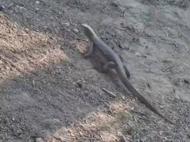 पिंड्रा: खरकपुर गांव में घर के परिसर में गोह जानवर दिखने से ग्रामीणों में दहशत, वन विभाग से कार्रवाई की मांग