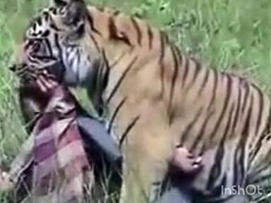 नागभिर: गोविंदपुर गावातलगत वाघांचा थरार चाळीस वर्षीय इसमांवर हल्ला