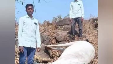 అసిఫాబాద్: జైనూర్ మండలంలో పాముకాటుతో ఎద్దు మృతి