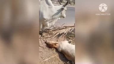 బోధన్: నవిపేటలో వాహనం ఢీకొని లేఖ దూడ మృతి, అంత్యక్రియలకు తీసుకెళ్తున్న దూడను చూస్తూ కన్నీటి పర్యంతమైన ఆవు