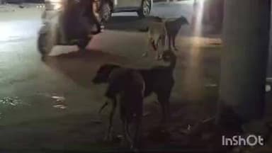 દાહોદ: રખડતા શ્વાને લઈને લોકોમાં ડર અને ભયનો માહોલ અનેક લોકો ઘાયલ થયા