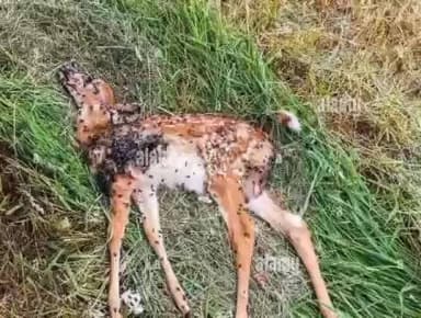 మడకశిర మండలంలో జింక కళేబరం కలకలం