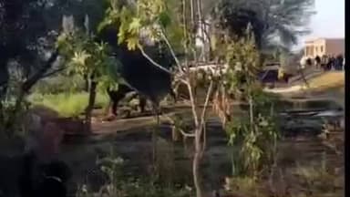 अनूपपुर: रेल लाइन-हाईवे पार कर सेंदुरी लौटा 'एक दांत' वाला हाथी, वन विभाग अलर्ट