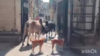 વિસનગર: વિસનગરના માયા બજાર વિસ્તારમાં રખડતા ઢોરના કારણે સ્થાનિકોમાં ભયનો માહોલ, વારંવાર આખલા લડતા શહેરીજનો પરેશાન