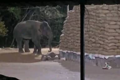 खरसिया: जंगली हाथी ने धान मंडी में मचाया उत्पात, 30 हजार क्विंटल फसल संकट में