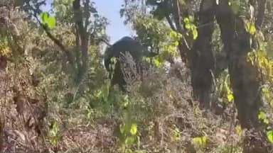 अनूपपुर: परिवहन कार्यालय के पीछे हाथी पहुंचने से मचा हड़कंप, वन विभाग की लापरवाही से हो सकती थी अनहोनी