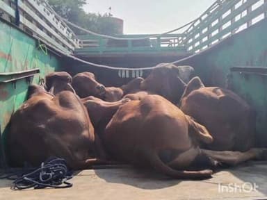 कोरपना: पोलिसांचा फिल्मी स्टाईल पाठलाग कत्तलखान्याकडे जाणारी 14 जनावरे वाचविली कोरपणा पोलीस स्टेशन ची कारवाई