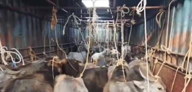 ನಂಜನಗೂಡು: ಅಕ್ರಮ ಗೋವು ಸಾಗಣೆ ವಾಹನದ ಮೇಲೆ ಪೊಲೀಸರ ದಾಳಿ