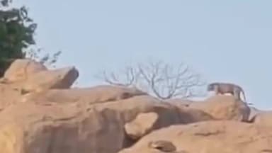 ಗಂಗಾವತಿ: ಸಾಣಾಪುರ ಕೆರೆ ಬಳಿ ಚಿರತೆ ಪ್ರತ್ಯಕ್ಷ; ಚಿರತೆ ಓಡಾಡಿದ ದೃಶ್ಯಗಳು ಸ್ಥಳಿಯರ ಮೊಬೈಲನಲ್ಲಿ ಸೆರೆ