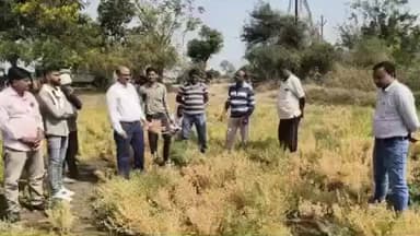 सेलू: सुकळी (स्टेशन) शिवारात हरभऱ्याला ‘मर रोगा’चा प्रादुर्भाव; कृषी तज्ज्ञांकडून शेतकऱ्यांना मार्गदर्शन