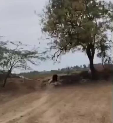 కళ్యాణదుర్గం: కర్తనపర్తి లోని ఎర్రప్ప తోటలో ఎలుగుబంటి హల్ చల్, భయంతో పరుగులు తీసిన రైతులు