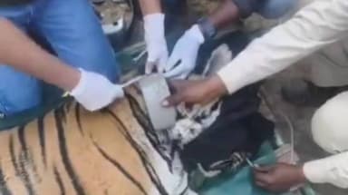 मानपुर: बांधवगढ़: रेस्क्यू की गई बाघिन वापस जंगल में, दोस्ताना व्यवहार के चलते दूसरे जंगल में छोड़ना ठीक नहीं