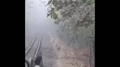 જૂનાગઢ: ટ્રેનના પાયલટએ 10 સિંહોને ટ્રેનની ચપેટમાંથી બચાવાયા