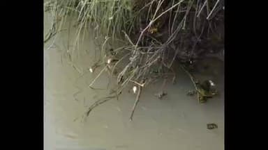 કામરેજ: મોટા બોરસરા ગામે કેમિકલ વાળા પાણીને લઈને કીમ નદીમાં માછલીઓના મોત થયા