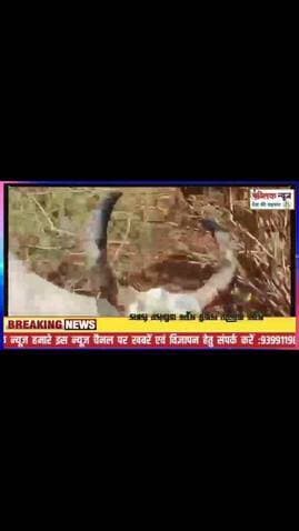 पन्ना के जंगल में काटी जा रही गाए मंत्री जी कह रहे बनेगी हाईटेक गौशाला , भाजपा सरकार में गौ रक्षा भाषणों तक सीमित