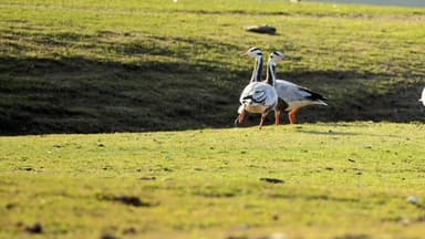 पवई: पन्ना के आसमान में 'एवरेस्ट विजेता' की दस्तक, पवई में दिखा दुर्लभ बार-हेडेड गूज, रेंजर ने तस्वीर कैद की