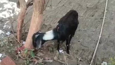 रहुई: मंदिलपुर मोड़ के पास चोरी की बकरी के साथ दो आरोपी पुलिस हिरासत में