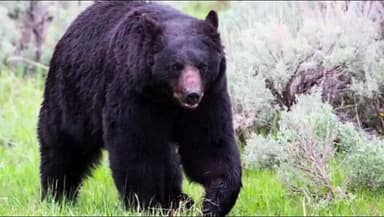 रुद्रप्रयाग: जलई गांव में भालू का आतंक, बुजुर्ग महिला को खेत में काम करते समय किया लहूलुहान, ग्रामीणों में भारी रोष