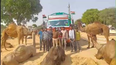 तारानगर: तारानगर पुलिस ने आईसर ट्रक से 14 ऊंटनियों को मुक्त कराया, तस्करी कर उत्तर प्रदेश ले जा रहे थे, तीन आरोपी गिरफ्तार