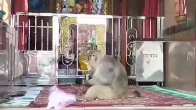 मंदसौर: संजीत रोड स्थित यश बालाजी मंदिर में हर मंगलवार शनिवार को भूरे रंग का बंदर बजरंगबली की प्रतिमा को दे रहा धोक