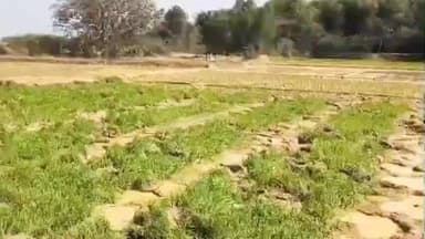 बहरागोड़ा: शालदोहा में हाथियों ने धान का बिछड़ा रौंदा, किसानों को भारी नुकसान