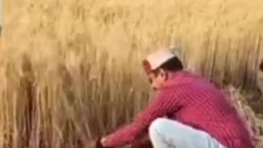 कुशलगढ़: छोटी सरवा क्षेत्र में एसडीएम ने किसानों के साथ गेहूं की फसल कटाई की, किसानों के साथ किया संवाद